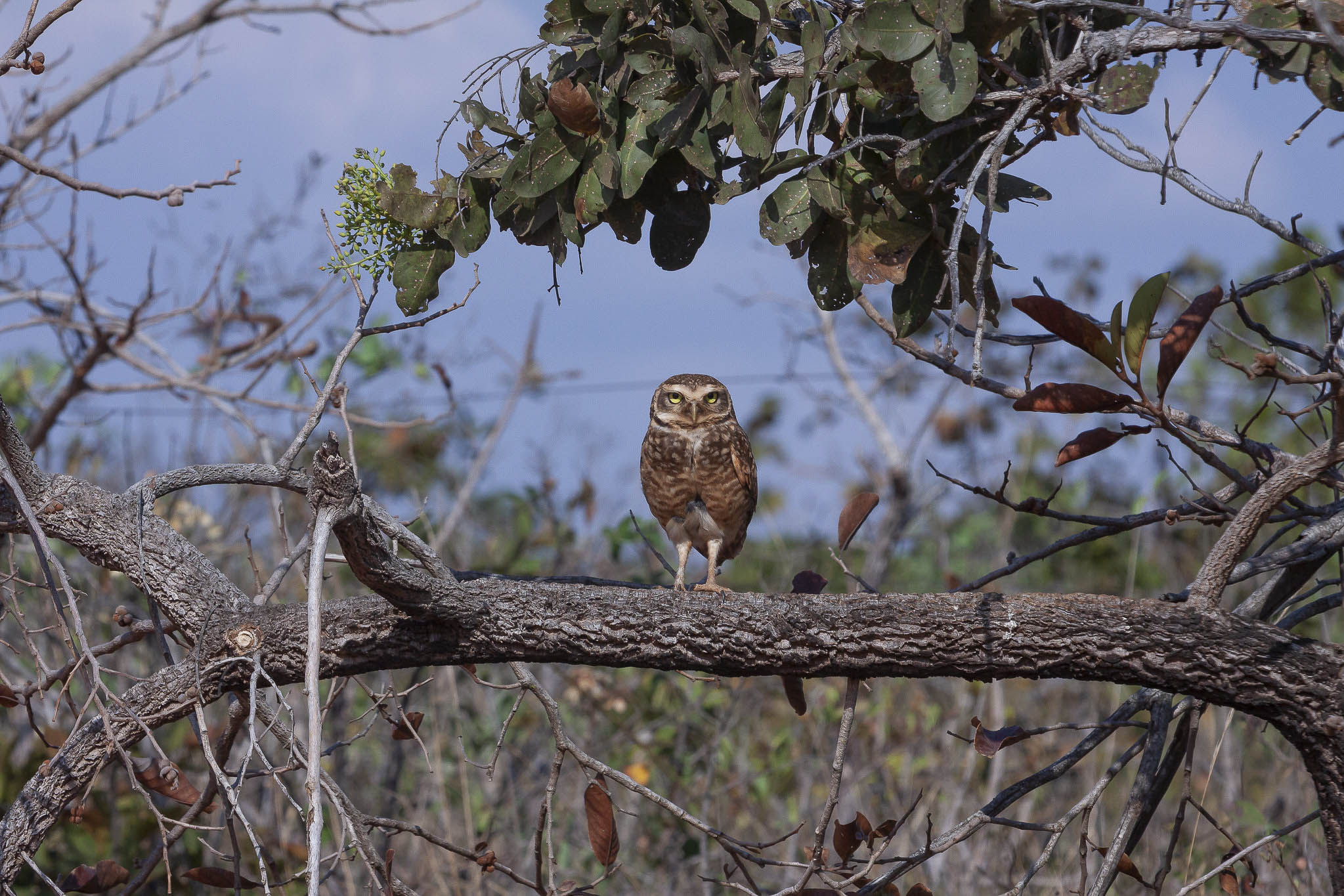 Imagem Expedição Chap Guim - ESEC Serra das Araras--49 da expedição de expedicoes/araras_25